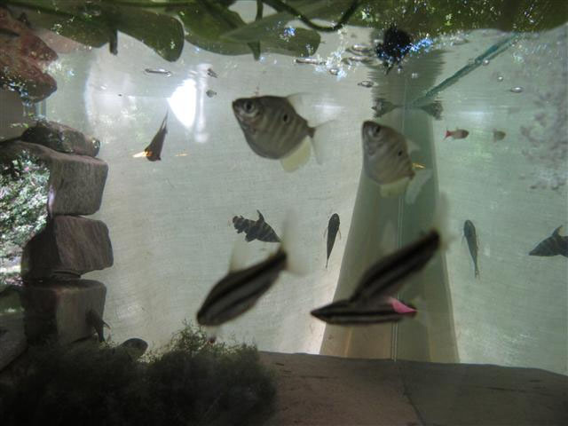 aquarium